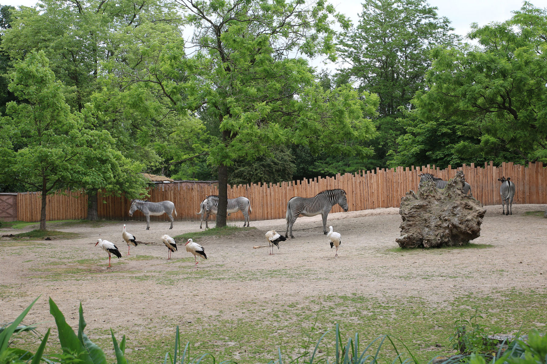 Dierenpark Planckendael